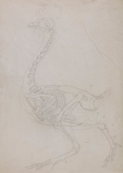 Esqueleto de ave, vista lateral (dibujo esquemático) de George Stubbs