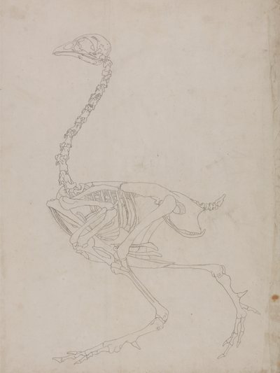 Esqueleto de ave, vista lateral (Dibujo esquemático del esqueleto) de George Stubbs
