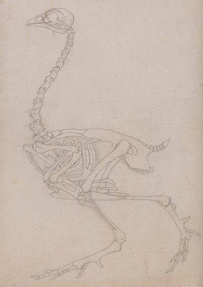 Esqueleto de ave, vista lateral (Esquema del esqueleto preparado para la figura clave de la Tabla V) de George Stubbs