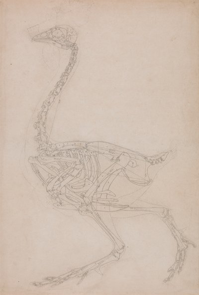 Esqueleto de ave, vista lateral (Probablemente estudio básico de las proporciones del esqueleto de ave utilizado para otros dibujos) de George Stubbs