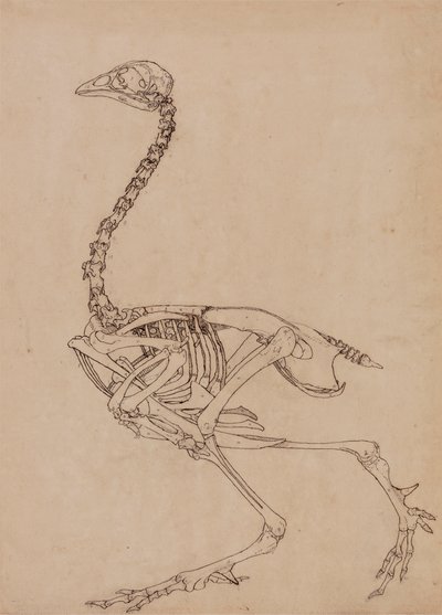 Esqueleto de ave, vista lateral (Estudio para la figura clave de la Tabla V) de George Stubbs
