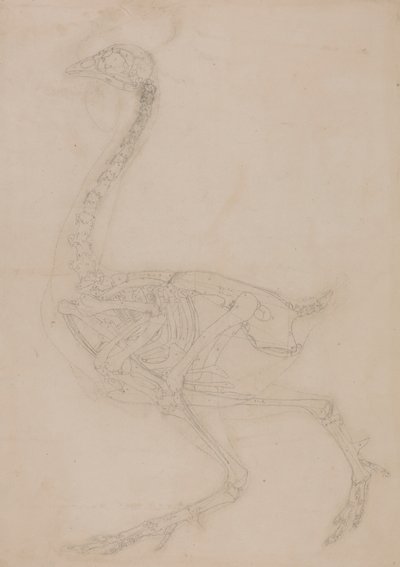 Esqueleto de ave, vista lateral de George Stubbs