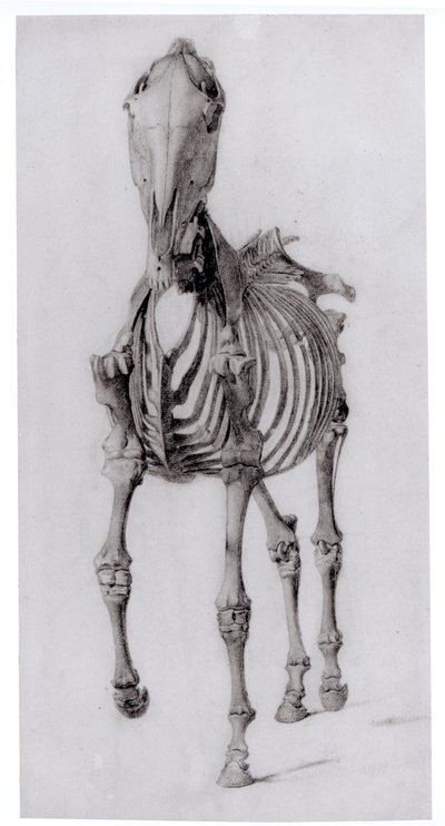 Vista Frontal del Esqueleto de un Caballo, estudio No. 10 de La Anatomía del Caballo, 1766 de George Stubbs