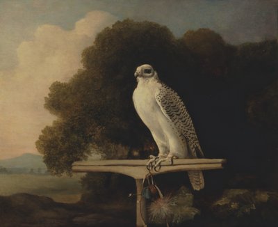 Halcón de Groenlandia, Halcón Gerifalte, 1780 de George Stubbs