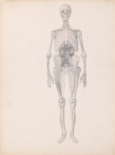 Figura humana, vista anterior (estudio acabado de la fase final de disección) de George Stubbs