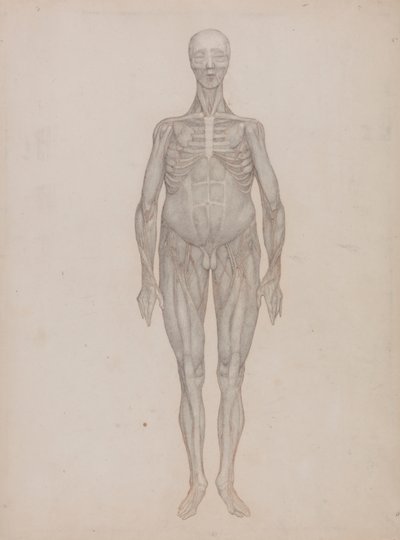 Figura humana, vista anterior (destinada a una lámina que nunca se publicó) de George Stubbs