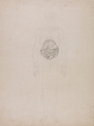 Figura humana, vista anterior (dibujo esquemático) de George Stubbs