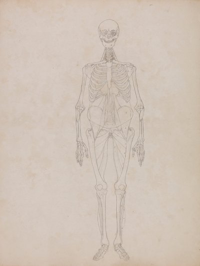 Figura humana, vista anterior (esquema) de George Stubbs
