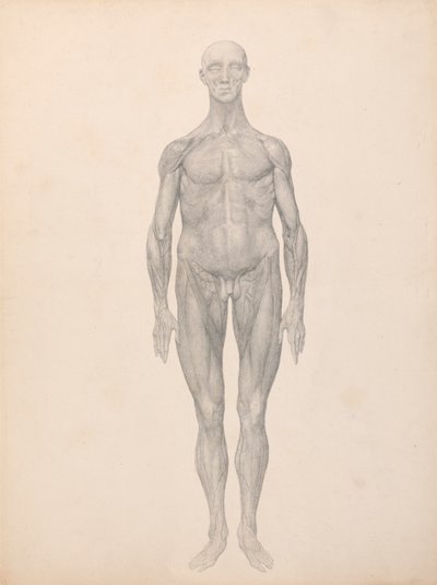 Figura humana, vista anterior, piel y capas fasciales subyacentes retiradas (estudio terminado para el cuadro XI) de George Stubbs