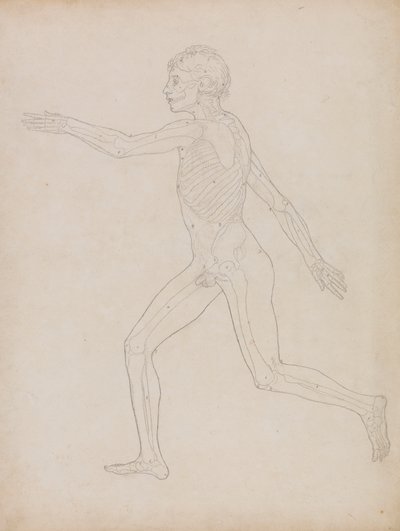 Figura humana, vista lateral de George Stubbs