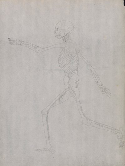 Figura humana, vista lateral de George Stubbs