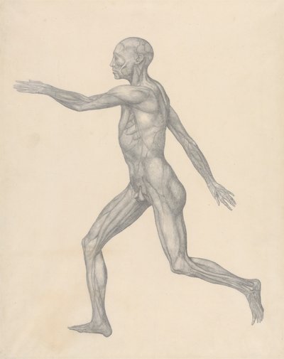 Figura humana, vista lateral, tras la extirpación de la piel y las capas fasciales subyacentes (estudio terminado para el cuadro XIII) de George Stubbs