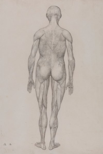 Figura humana, vista posterior (casi idéntico al dibujo acabado para el cuadro XII) de George Stubbs