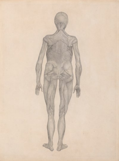 Figura humana, vista posterior (estudio terminado para una plancha inédita) de George Stubbs
