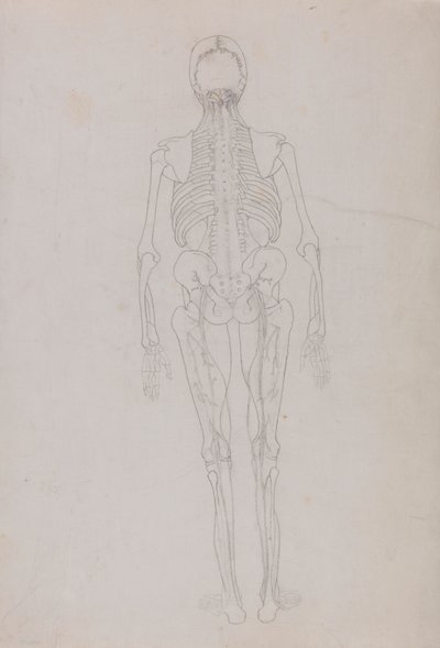Figura humana, vista posterior (Esquema de una figura clave que muestra la fase final de la disección) de George Stubbs