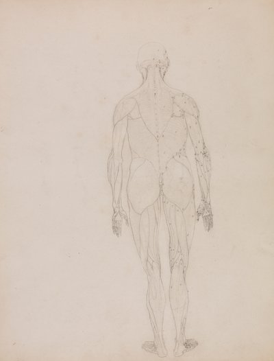 Figura humana, vista posterior (Esquema de la figura clave de la Tabla XII) de George Stubbs