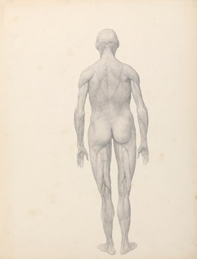 Figura humana, vista posterior, parcialmente disecada (estudio terminado para la tabla XII) de George Stubbs