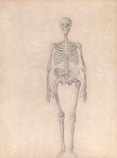 Esqueleto humano, vista anterior (estudio terminado para la tabla I) de George Stubbs