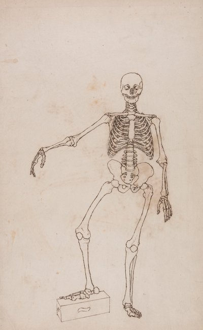 Esqueleto humano, vista anterior de George Stubbs
