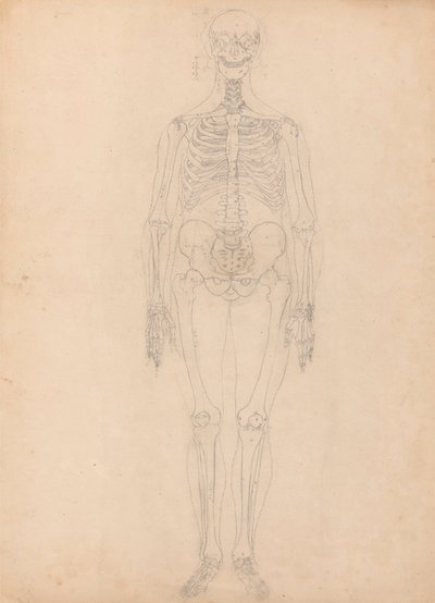 Esqueleto humano, vista anterior de George Stubbs