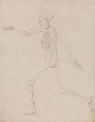 Esqueleto humano, vista lateral (Puede haber sido preparado inicialmente para ser utilizado como figura clave de la Tabla III, pero posteriormente fue abandonado). de George Stubbs