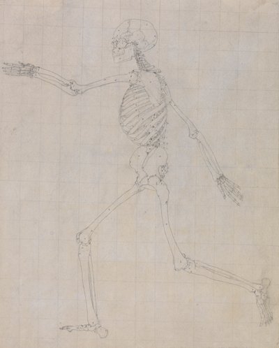 Esqueleto humano, vista lateral (Esquema del esqueleto para la figura clave de la Tabla III) de George Stubbs