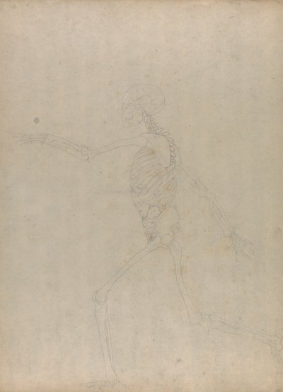 Esqueleto humano, vista lateral (Estudio para una figura clave de una tabla inédita que muestra las vísceras abdominales) de George Stubbs