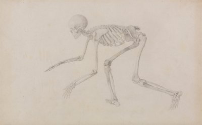 Esqueleto humano, vista lateral (en postura de gateo; estudio terminado para un cuadro inédito) de George Stubbs