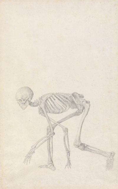 Esqueleto humano, vista lateral (en postura agachada; estudio terminado para un cuadro inédito) de George Stubbs