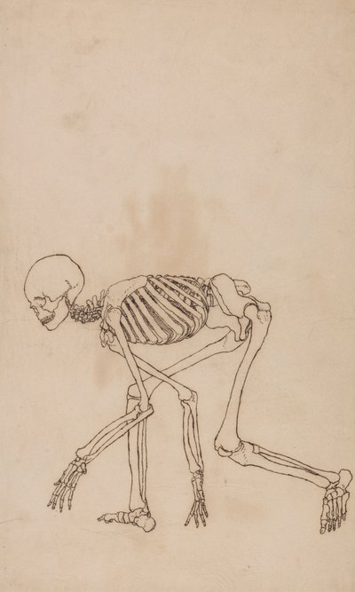 Esqueleto humano, vista lateral de George Stubbs