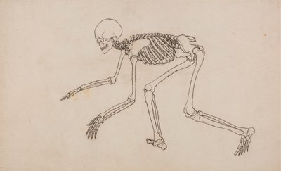 Esqueleto humano, vista lateral de George Stubbs