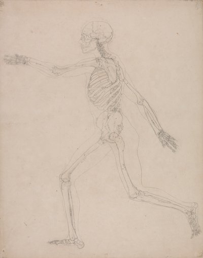 Esqueleto humano, vista lateral de George Stubbs