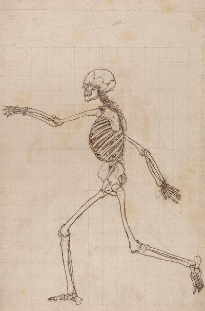 Esqueleto humano, vista lateral de George Stubbs