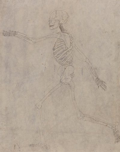 Esqueleto humano, vista lateral de George Stubbs