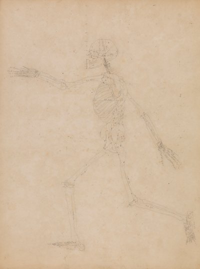 Esqueleto humano, vista lateral de George Stubbs