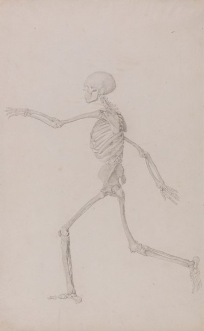 Esqueleto humano, vista lateral desde la izquierda, corriendo (estudio terminado para la tabla III) de George Stubbs
