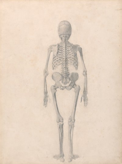 Esqueleto humano, vista posterior (estudio terminado para la tabla II) de George Stubbs