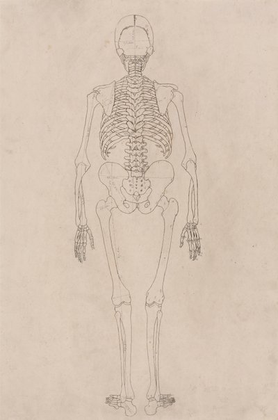 Esqueleto humano, vista posterior (en relación con la tabla II) de George Stubbs