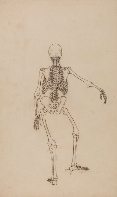 Esqueleto humano, vista posterior de George Stubbs