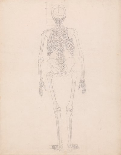 Esqueleto humano, vista posterior de George Stubbs