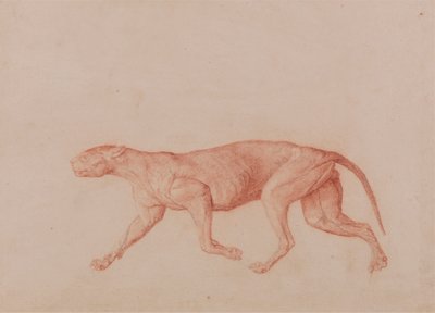 Cuerpo de leopardo, vista lateral (primero de cinco estudios de otro gran felino) de George Stubbs