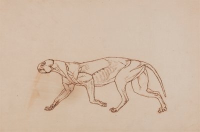 Cuerpo de leopardo, vista lateral (fase posterior de la disección, tejido conjuntivo superficial y orejas retirados) de George Stubbs