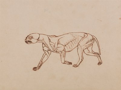 Cuerpo de leopardo, vista lateral de George Stubbs