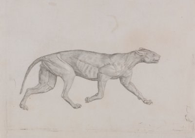 Cuerpo de leopardo, vista lateral de George Stubbs