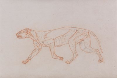 Cuerpo de leopardo, vista lateral de George Stubbs