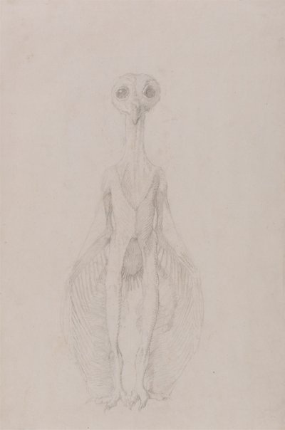 Búho de pie, vista anterior de George Stubbs