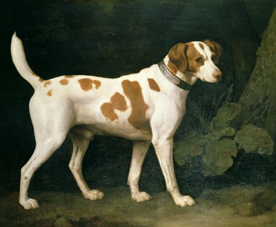 Retrato de un sabueso perteneciente a William Pitt de George Stubbs