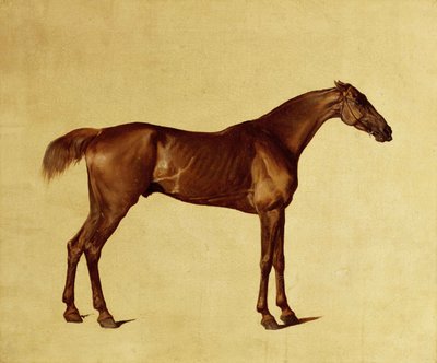 Rufus (óleo sobre lienzo) de George Stubbs