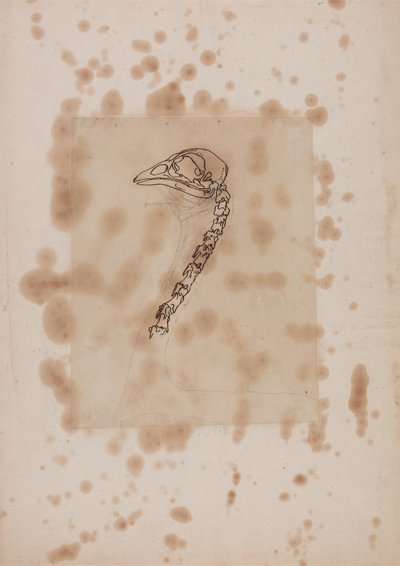 Estudio de la cabeza y el cuello de un ave, vista lateral, de Una exposición anatómica comparativa de la estructura del cuerpo humano con la de un tigre y un ave común, 1795-1806 de George Stubbs
