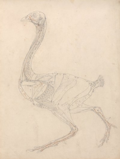 Estudio de un ave, vista lateral, diagrama para la clave de la tabla XV, de Una exposición anatómica comparativa de la estructura del cuerpo humano con la de un tigre y un ave común, 1795-1806 de George Stubbs